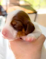 Thyme AKC LH Choclate and Aran Piebald , a male Miniature Dachshund for sale in Fort Worth, TX – Photo 4 of 5