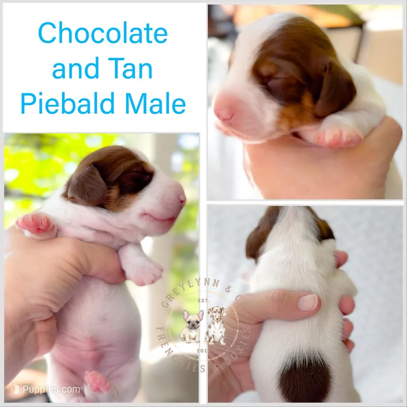 Thyme AKC LH Choclate and Aran Piebald  – Miniature Dachshund puppy for sale in Fort Worth, TX
