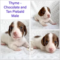 Thyme AKC Chocolate and Tan Piebald , a male Miniature Dachshund for sale in Fort Worth, TX – Photo 2 of 5