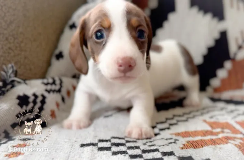 Thyme AKC Chocolate and Tan Piebald  – Miniature Dachshund puppy for sale in Fort Worth, TX