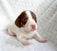 Thyme AKC Chocolate and Tan Piebald , a male Miniature Dachshund for sale in Fort Worth, TX – Photo 5 of 5