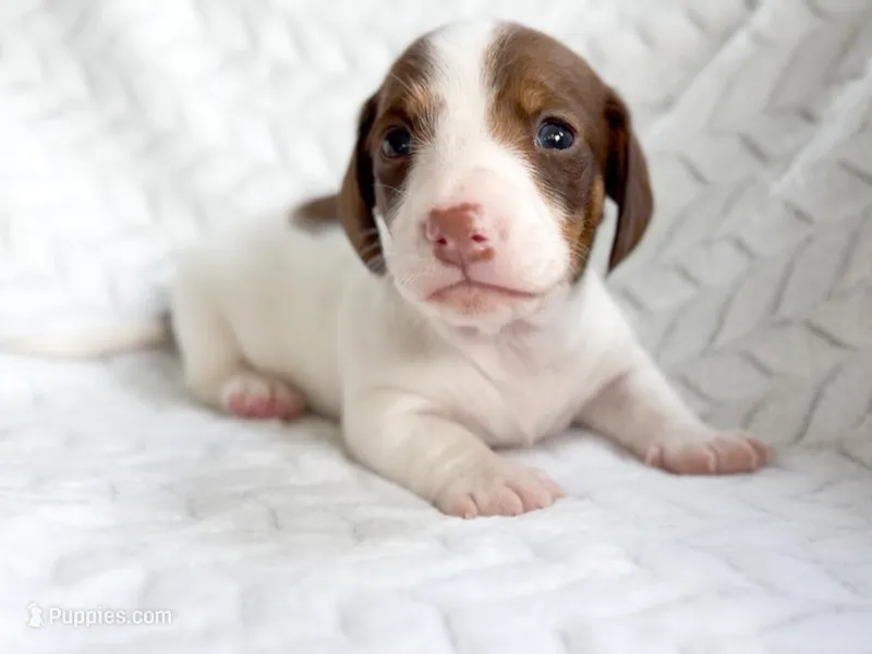 Thyme AKC Chocolate and Tan Piebald  – Miniature Dachshund puppy for sale in Fort Worth, TX