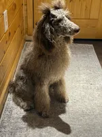 Enzo, a male Poodle - Multi-Colored Standard for sale in Sandstone, WV – 2 of 2