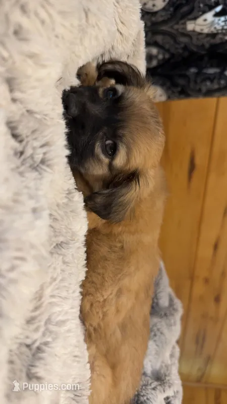 Remy, a female Pomapoo for sale in Sandstone, WV – 1 of 1