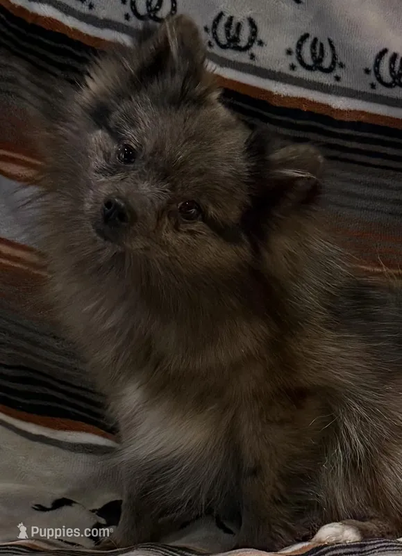 Asia – Pomeranian puppy for sale in Sandstone, WV