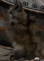 Asia, a female Pomeranian for sale in Sandstone, WV – Photo 1 of 3