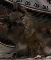 Asia, a female Pomeranian for sale in Sandstone, WV – Photo 2 of 3