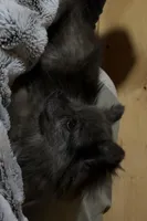 Asia, a female Pomeranian for sale in Sandstone, WV – Photo 3 of 3