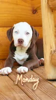 Ragnar, a male American Bully for sale in Sandstone, WV – 1 of 2