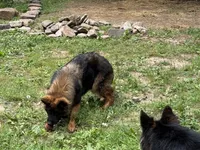 Zion, a female German Shepherd Dog for sale in Sandstone, WV – 2 of 3