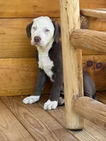 Ragnar, a male American Bully for sale in Sandstone, WV – 2 of 2