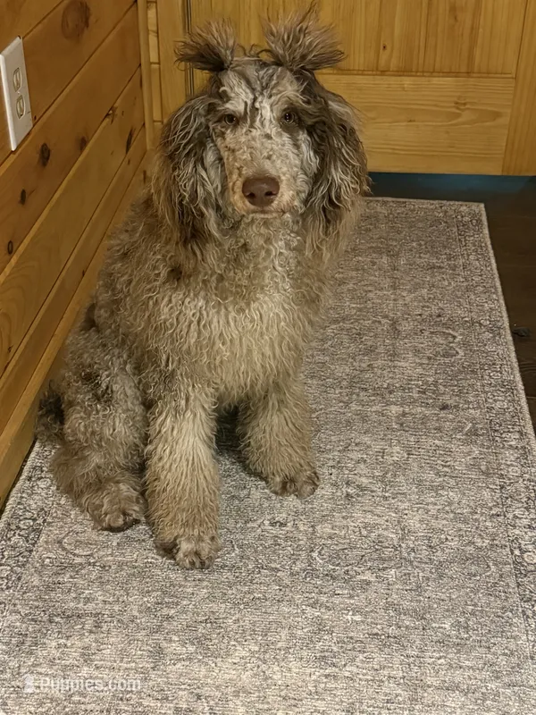Enzo – Poodle - Multi-Colored Standard puppy for sale in Sandstone, WV