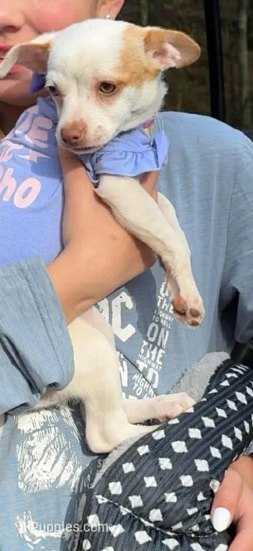 Jade – Chihuahua puppy for sale in Sandstone, WV