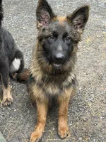 Zion, a female German Shepherd Dog for sale in Sandstone, WV – 3 of 3