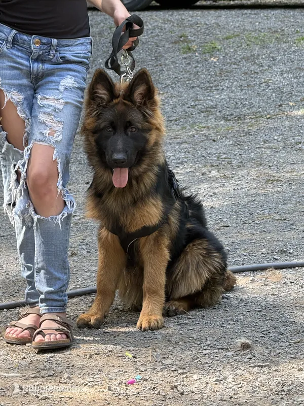 Zion – German Shepherd Dog puppy for sale in Sandstone, WV