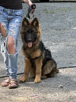 Zion, a female German Shepherd Dog for sale in Sandstone, WV – 1 of 3