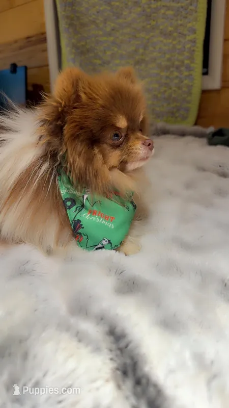 Kuma – Pomeranian puppy for sale in Sandstone, WV