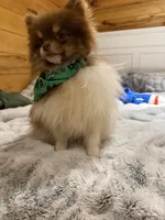 Kuma, a male Pomeranian for sale in Sandstone, WV – Photo 3 of 3