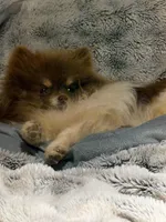 Kuma, a male Pomeranian for sale in Sandstone, WV – Photo 2 of 3