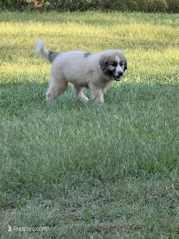 Mango – Great Pyrenees puppy for sale in Sandstone, WV