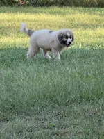 Mango, a male Great Pyrenees for sale in Sandstone, WV – 1 of 2