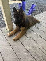 Zion Long Haired Dark Sable, a female German Shepherd Dog for sale in Sandstone, WV – Photo 3 of 3