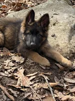 Zion Long Haired Dark Sable, a female German Shepherd Dog for sale in Sandstone, WV – Photo 2 of 3