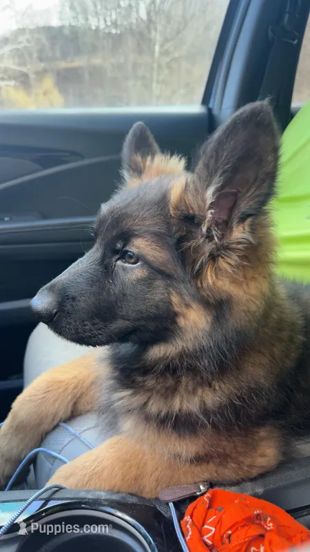 Zion Long Haired Dark Sable, a female German Shepherd Dog for sale in Sandstone, WV – Photo 1 of 3
