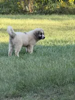 Mango, a male Great Pyrenees for sale in Sandstone, WV – 2 of 2