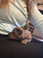 Camp , a female Dachshund for sale in North Platte, NE – Photo 1 of 5