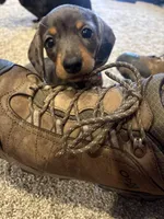 Camp , a female Dachshund for sale in North Platte, NE – Photo 4 of 5