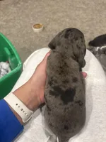 Camp , a female Dachshund for sale in North Platte, NE – Photo 2 of 5