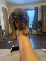 Camp , a female Dachshund for sale in North Platte, NE – Photo 5 of 5