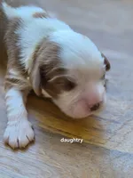 Daughtry, a male Cavalier King Charles Spaniel for sale in Farmerville, LA – Photo 2 of 2