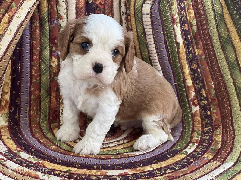 Daughtry – Cavalier King Charles Spaniel puppy for sale in Farmerville, LA