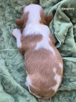 Daughtry, a male Cavalier King Charles Spaniel for sale in Farmerville, LA – Photo 1 of 2