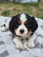 Bubba Gump, a male Cavalier King Charles Spaniel for sale in Farmerville, LA – Photo 3 of 3
