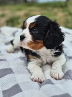 Bubba Gump, a male Cavalier King Charles Spaniel for sale in Farmerville, LA – Photo 2 of 3