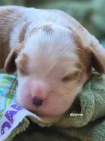 Dionne (warwick), a female Cavalier King Charles Spaniel for sale in Farmerville, LA – Photo 1 of 2