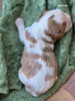 Dionne (warwick), a female Cavalier King Charles Spaniel for sale in Farmerville, LA – Photo 2 of 2