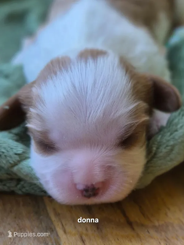 Donna (summers) – Cavalier King Charles Spaniel puppy for sale in Farmerville, LA