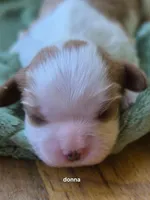 Donna (summers), a female Cavalier King Charles Spaniel for sale in Farmerville, LA – Photo 1 of 2