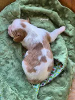 Donna (summers), a female Cavalier King Charles Spaniel for sale in Farmerville, LA – Photo 2 of 2