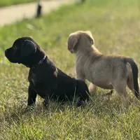 Sasha Girl 2, a female Cane Corso for sale in Calumet City, IL – Photo 4 of 4