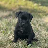 Sasha Girl 2, a female Cane Corso for sale in Calumet City, IL – Photo 1 of 4