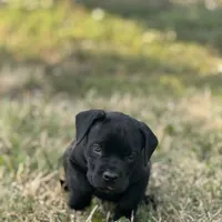 Sasha Girl 2, a female Cane Corso for sale in Calumet City, IL – Photo 3 of 4