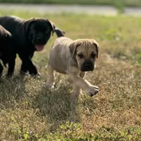 Boy 2, a male Cane Corso for sale in Calumet City, IL – Photo 4 of 8