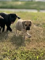 Boy 2, a male Cane Corso for sale in Calumet City, IL – Photo 4 of 8