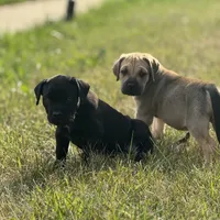 Boy 2, a male Cane Corso for sale in Calumet City, IL – Photo 5 of 8