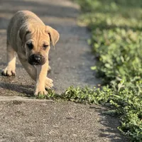 Boy 2, a male Cane Corso for sale in Calumet City, IL – Photo 3 of 8